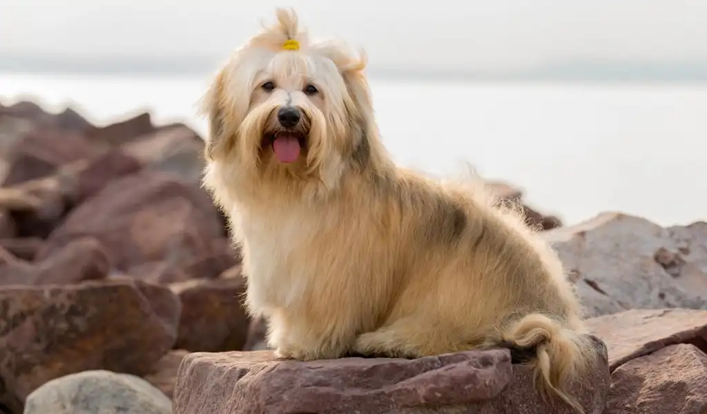 Гаванський бішон