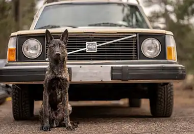 Голландська вівчарка