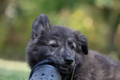 Голландська вівчарка