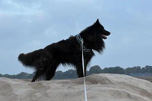 Довгошерста голландська вівчарка