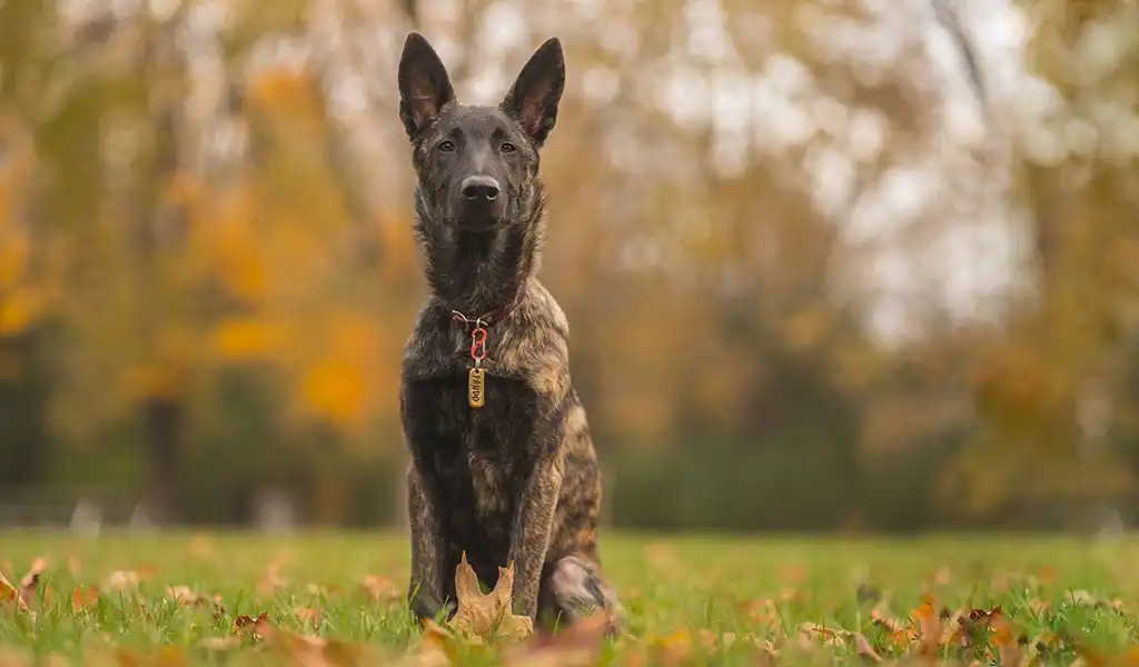 Голландська вівчарка