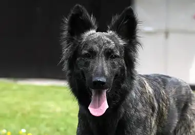 Голландська вівчарка