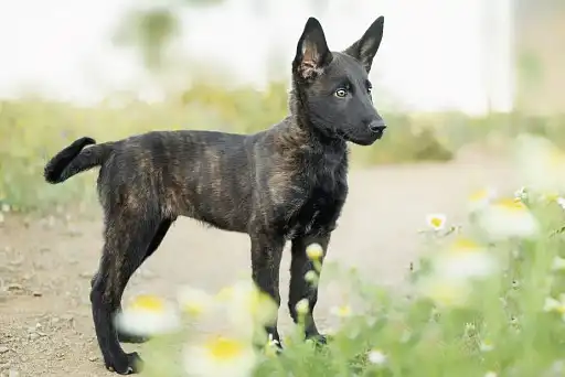 Голландська вівчарка