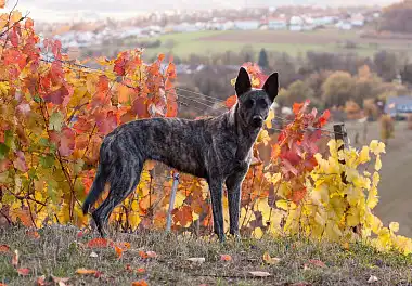 Голландська вівчарка