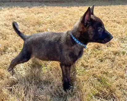 Цуценя голландської вівчарки