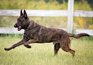 Голландська вівчарка