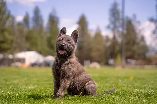 Голландська вівчарка