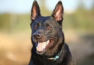 Голландська вівчарка