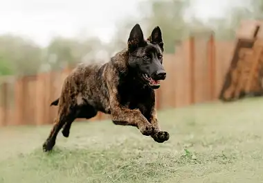 Голландська вівчарка