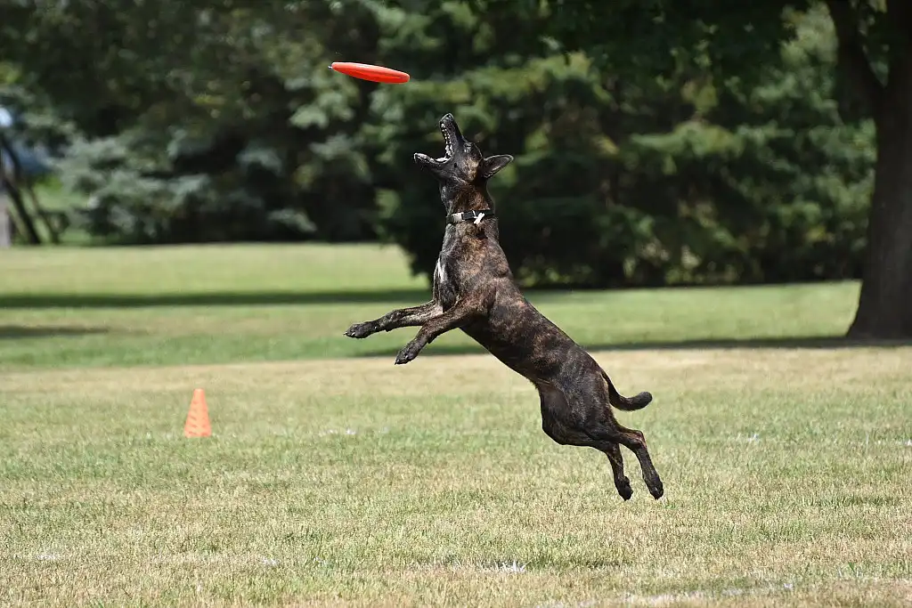 Найкращий гравець у фрісбі