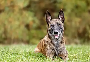 Голландська вівчарка