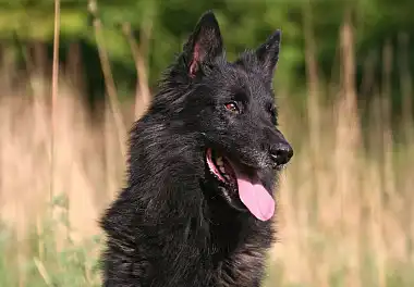 Голландська вівчарка