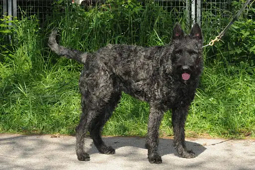 Жесткошерстна голландська вівчарка