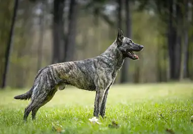 Голландська вівчарка