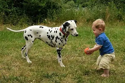 Далматін грає з дитиною