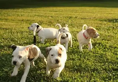 Джек-рассел-тер'єр