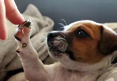 Джек-рассел-тер'єр