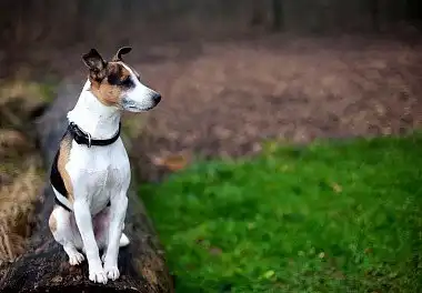 Джек-рассел-тер'єр