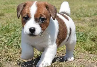 Джек-рассел-тер'єр