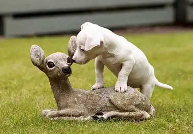 Джек-рассел-тер'єр