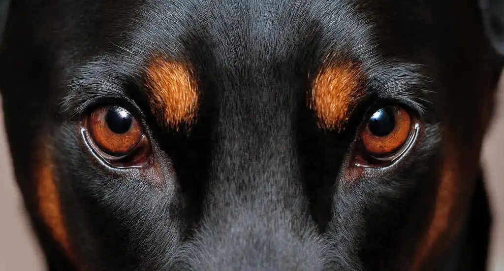 Очі добермана