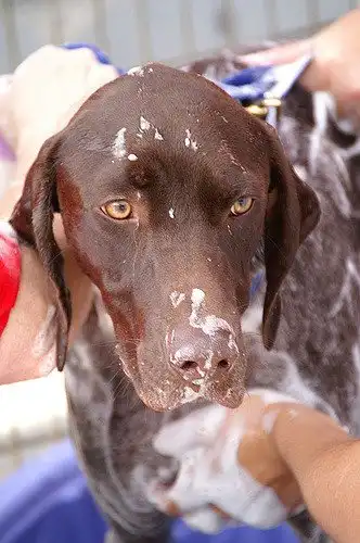 Миття добермана