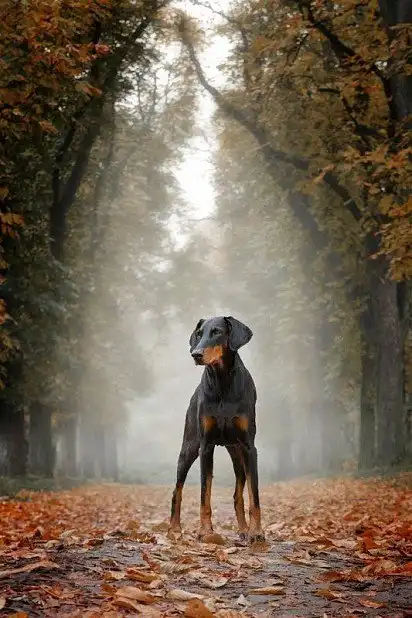 Гарний доберман