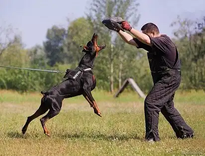 Навчання охорони