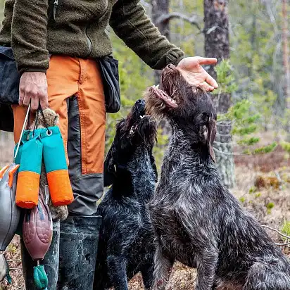 Дресирування дратхаарів