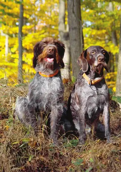 Два товариші