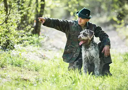 Дратхаар із господарем