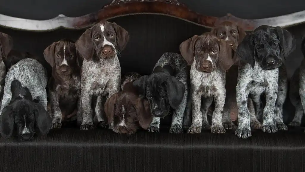 Цуценята дратхаара