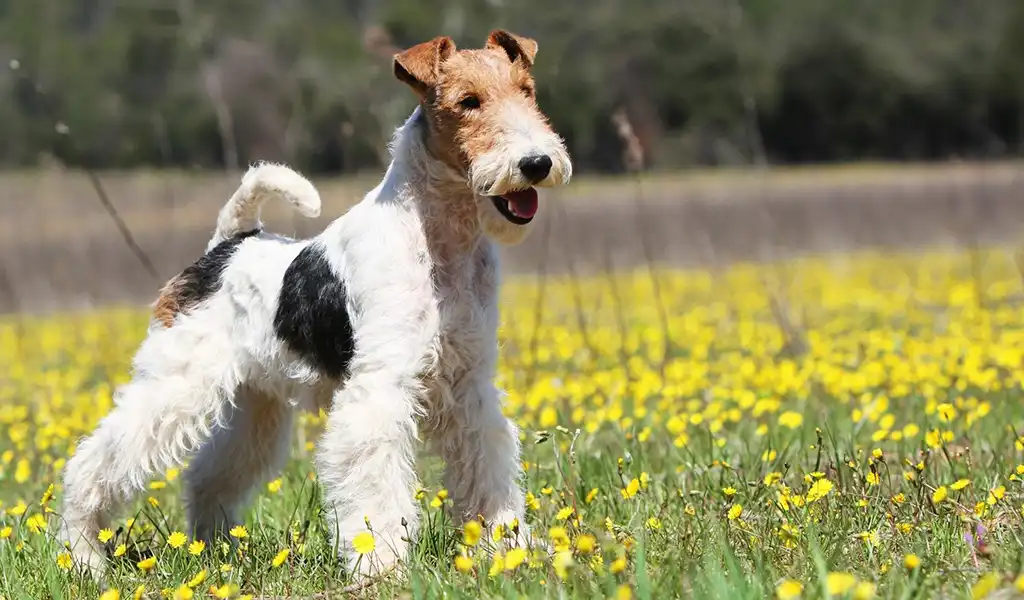 Жорсткошерсний фокстер'єр