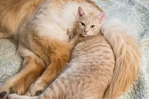 Цей кіт знайшов своє місце у житті