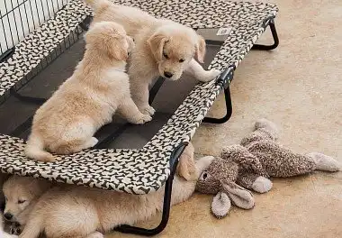 Золотистий ретрівер