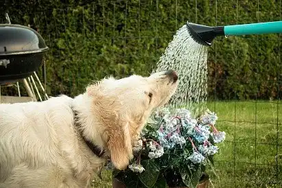 І мені водички!