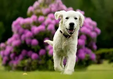 Золотистий ретрівер