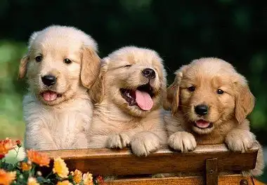 Золотистий ретрівер