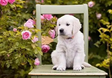 Золотистий ретрівер