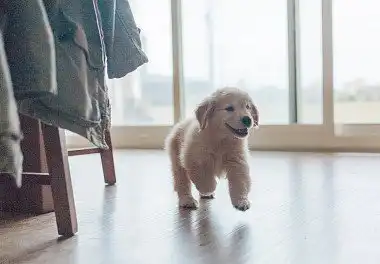 Золотистий ретрівер