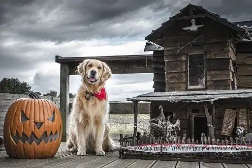 Солодощі або гидота