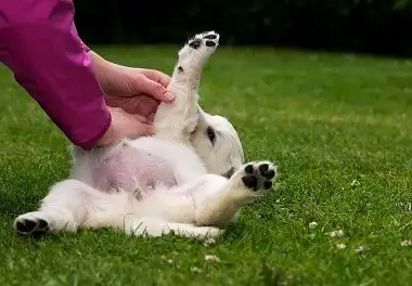 Золотистий ретрівер