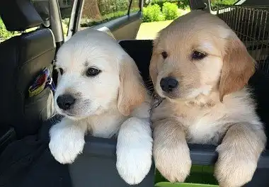 Золотистий ретрівер