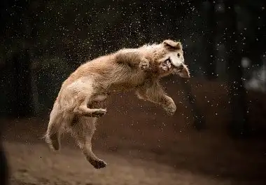 Золотистий ретрівер