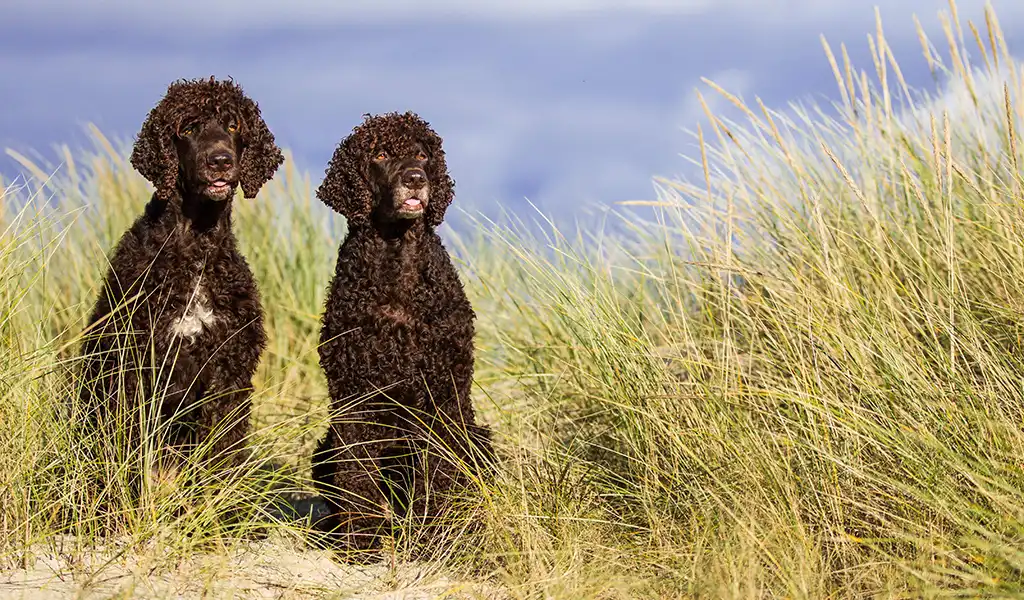 Ірландський водяний спанієль