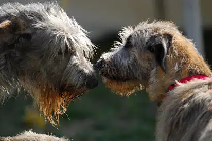 Мама з цуценям