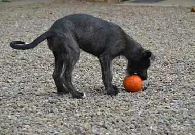 Ірландський вовкодав