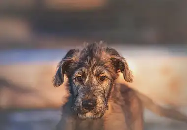 Ірландський вовкодав