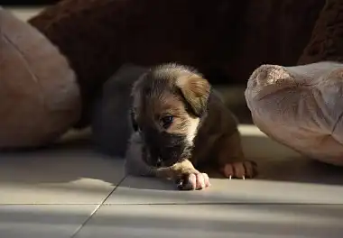 Ірландський вовкодав