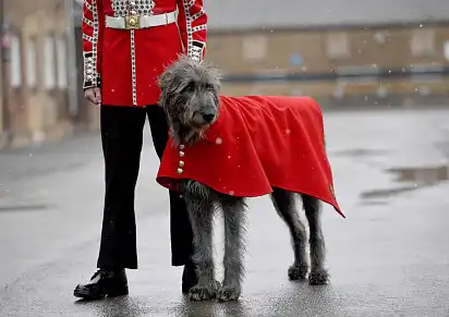 Ірландський вовкодав на службі її величності